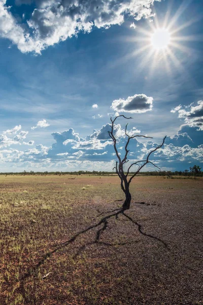 Suchý strom se sluncem v záběru — Stock fotografie