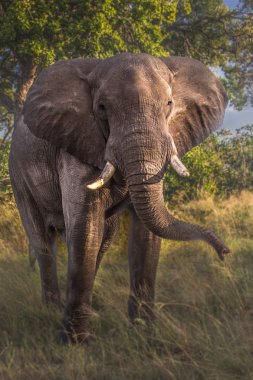 Afrika Fili (Loxodonta africana)