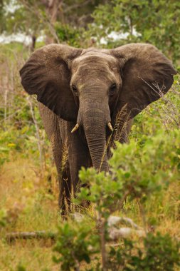 Afrika Fili (Loxodonta africana)