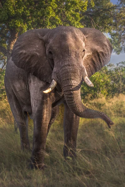 Afrika Fili (Loxodonta africana)