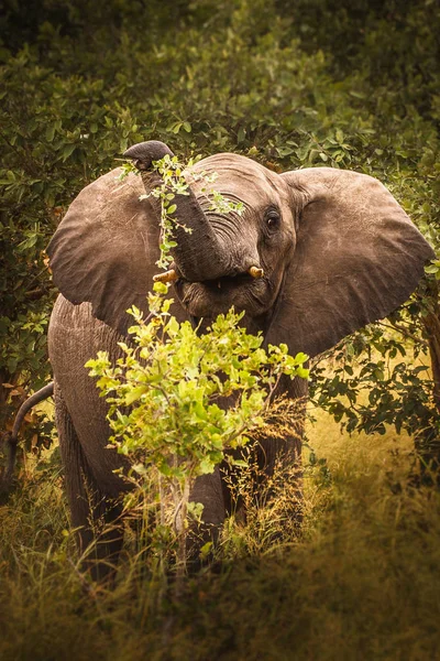 Afrikanischer Elefant (Loxodonta africana)) — Stockfoto