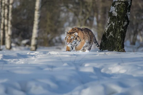 Tiger Σιβηρίας (Panthera tigris altaica) στο χιόνι — Φωτογραφία Αρχείου