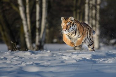 Sibirya kaplanı (Panthera tigris altaica) üstünde kar