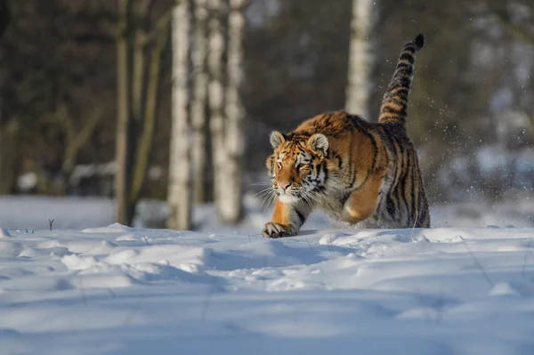 Tiger Σιβηρίας (Panthera tigris altaica) στο χιόνι — Φωτογραφία Αρχείου