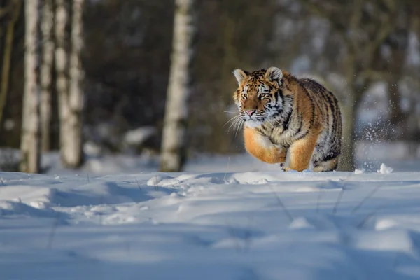 Tiger Σιβηρίας (Panthera tigris altaica) στο χιόνι — Φωτογραφία Αρχείου