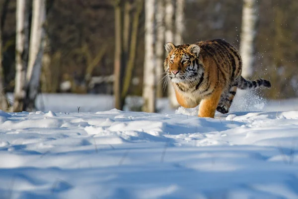 Tiger Σιβηρίας (Panthera tigris altaica) στο χιόνι — Φωτογραφία Αρχείου