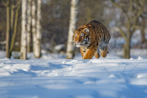 Tiger Σιβηρίας (Panthera tigris altaica) στο χιόνι — Φωτογραφία Αρχείου