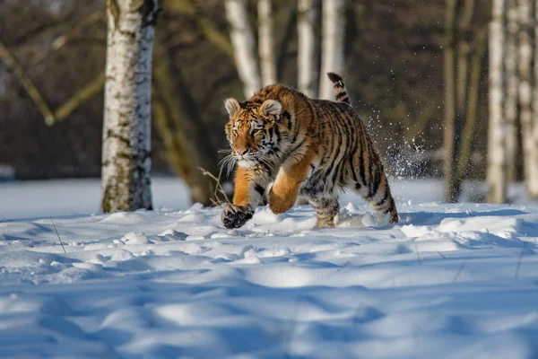 Tigre siberiano (Panthera tigris altaica) sobre nieve —  Fotos de Stock