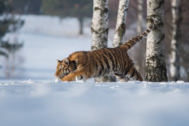 Sibirya kaplanı (Panthera tigris altaica) üstünde kar