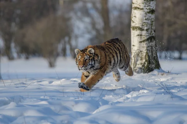Tigre siberiano (Panthera tigris altaica) sobre nieve — Foto de Stock