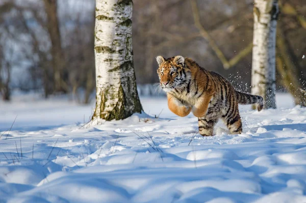 Tiger Σιβηρίας (Panthera tigris altaica) στο χιόνι — Φωτογραφία Αρχείου