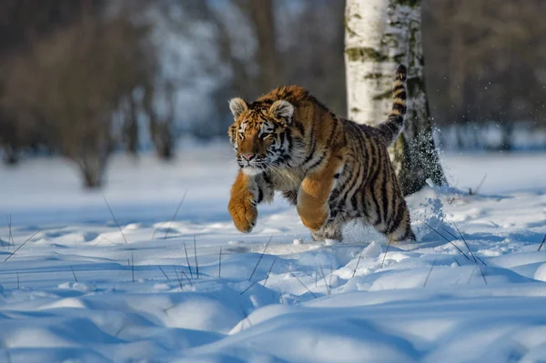 Siberische tijger (Panthera tigris altaica) op sneeuw — Stockfoto