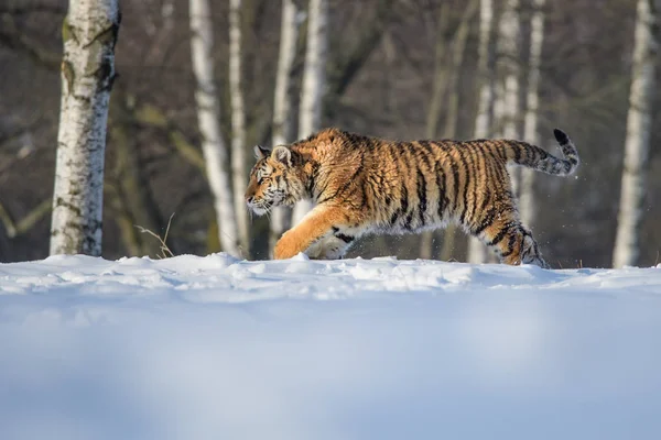 Tigre siberiano (Panthera tigris altaica) na neve — Fotografia de Stock