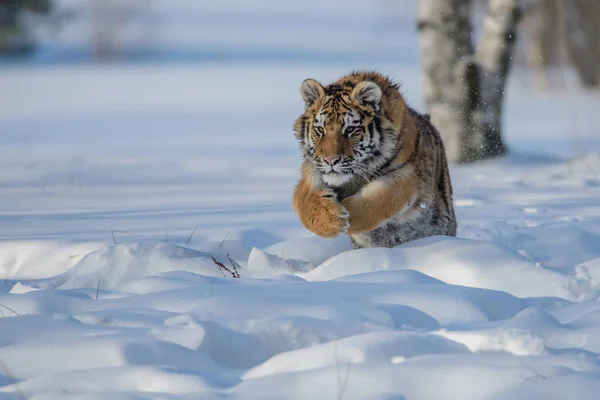 Siberische tijger (Panthera tigris altaica) op sneeuw — Stockfoto