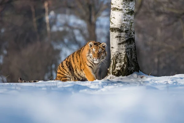 Tigre siberiano (Panthera tigris altaica) na neve — Fotografia de Stock