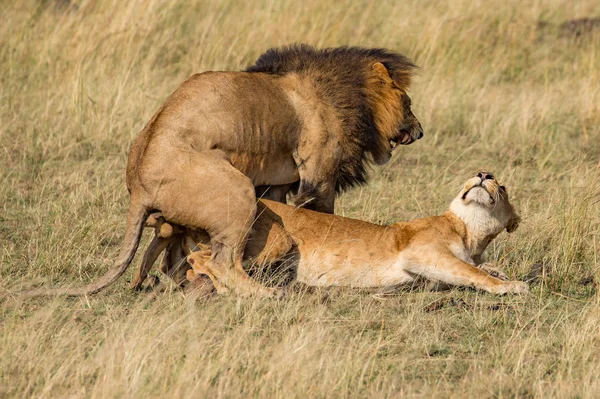 Lion (Panthera leo) Afrika — Stockfoto