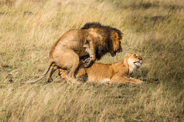 Leeuw (Panthera leo) Afrika — Stockfoto