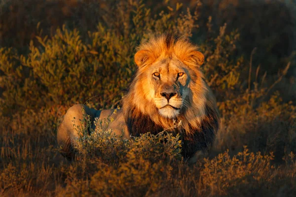 Leão (Panthera leo) áfrica — Fotografia de Stock