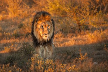 Aslan (Panthera leo) Afrika