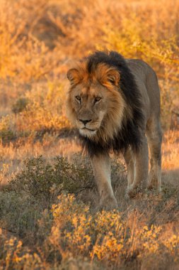Aslan (Panthera leo) Afrika