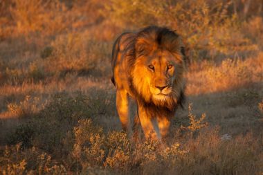 Aslan (Panthera leo) Afrika