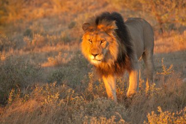 Aslan (Panthera leo) Afrika