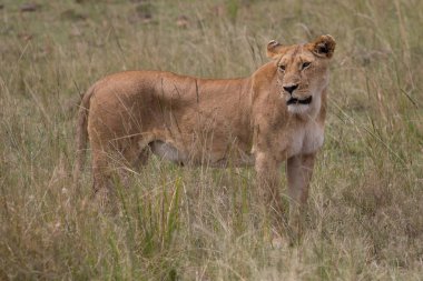 Aslan (Panthera leo) Afrika