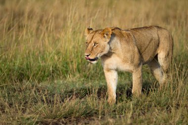 Aslan (Panthera leo) Afrika