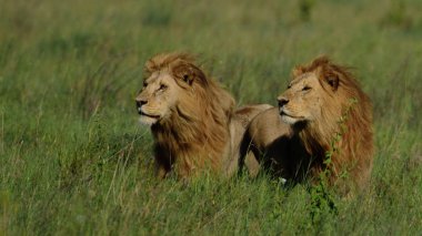Aslan (Panthera leo) Afrika