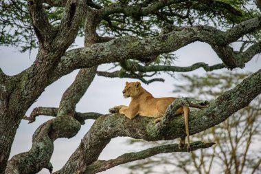 Aslan (Panthera leo) Afrika