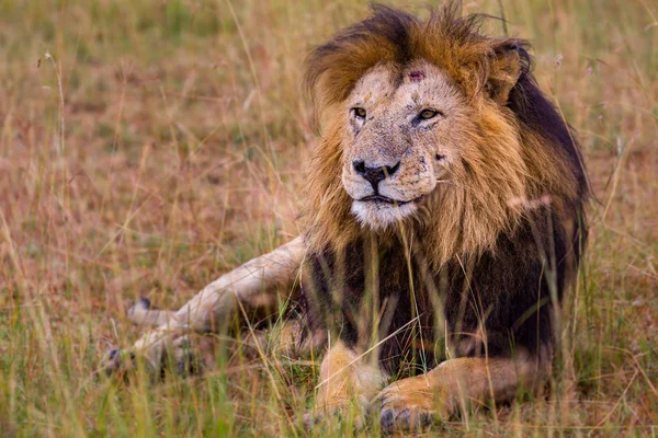 Лион (Panthera leo) африканский — стоковое фото