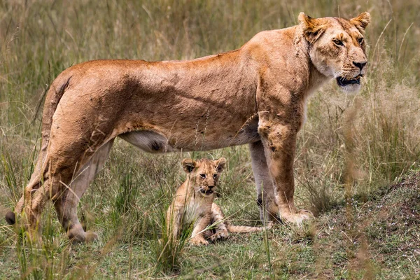 León (Panthera leo) África — Foto de Stock