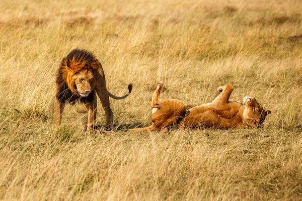 Lion (Panthera leo) africa — Stock Photo, Image