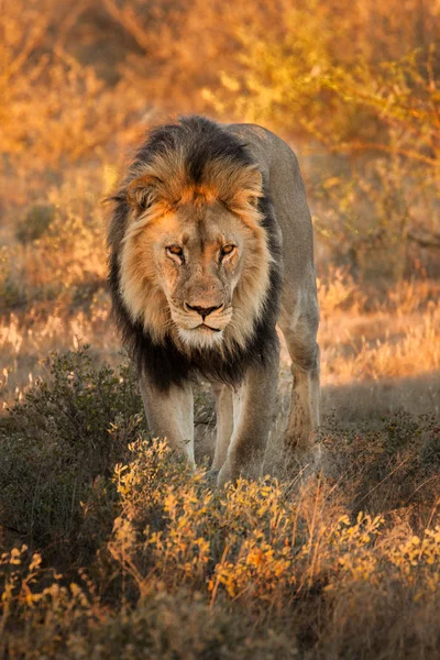 Afryki lew (Panthera leo) — Zdjęcie stockowe