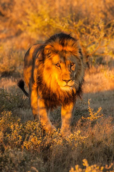 Afryki lew (Panthera leo) — Zdjęcie stockowe