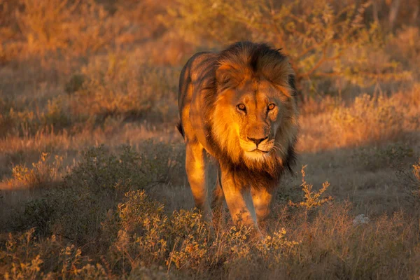 Leão (Panthera leo) áfrica — Fotografia de Stock