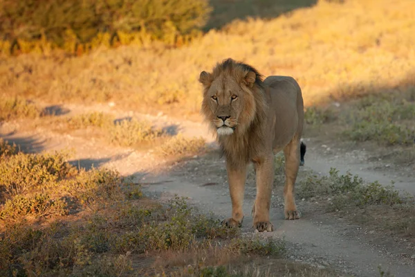 Lev (Panthera leo) Afrika — Stock fotografie