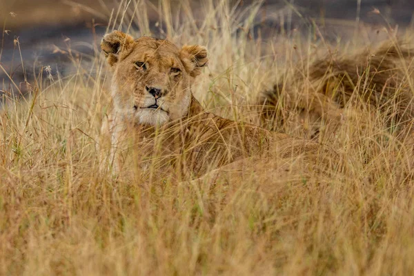 Лион (Panthera leo) африканский — стоковое фото