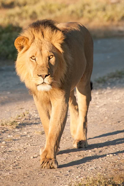 Afryki lew (Panthera leo) — Zdjęcie stockowe