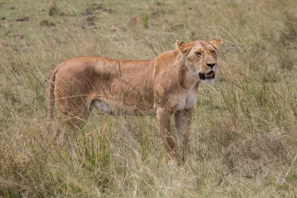 Африка Лев (Лев) — стокове фото
