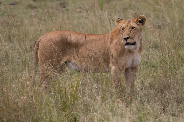 Lev (Panthera leo) Afrika — Stock fotografie