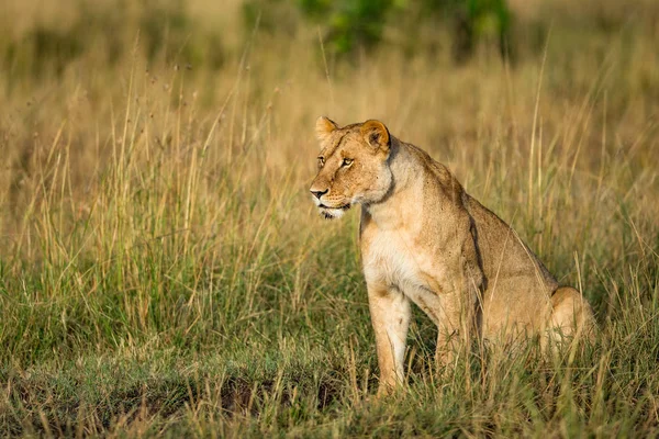 Aslan (Panthera leo) Afrika