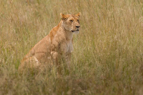 Λιοντάρι (Panthera leo) Αφρική — Φωτογραφία Αρχείου