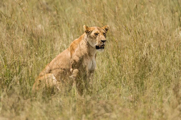 Lev (Panthera leo) Afrika — Stock fotografie