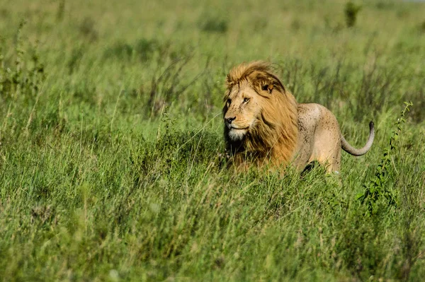 非洲狮 （非洲狮） — 图库照片