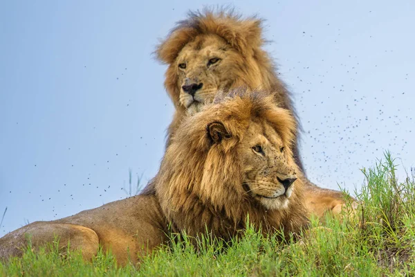 Aslan (Panthera leo) Afrika — Stok fotoğraf