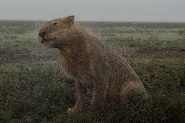 Afryki lew (Panthera leo) — Zdjęcie stockowe