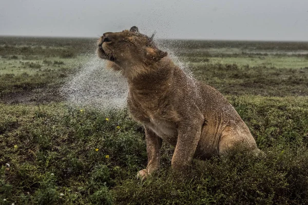 León (Panthera leo) África —  Fotos de Stock