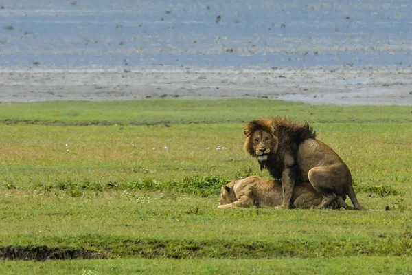 León (Panthera leo) África — Foto de Stock