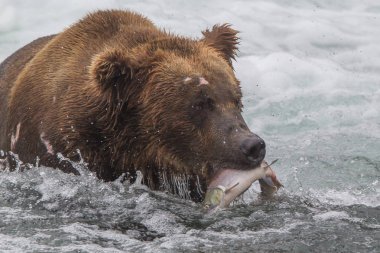  Alaska 'daki Boz Ayı Katmai Ulusal Parkı somon avlar (Ursus arctos horribilis)